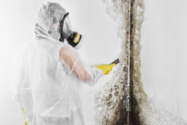 Best Mold Testing  in Zebulon, NC