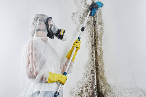 Best Office Mold Removal Services  in Zebulon, NC