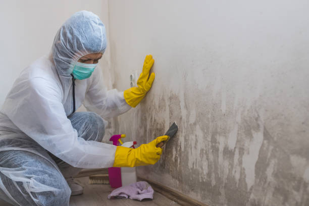 Reliable Zebulon, NC Mold Removal Solutions
