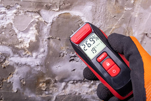 Best Same-Day Mold Removal  in Zebulon, NC