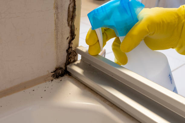 Best Mold Cleaning Services  in Zebulon, NC