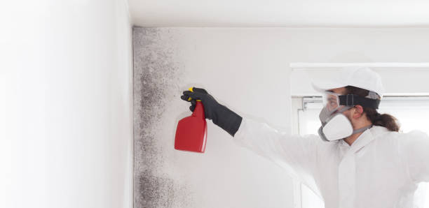 Best Mold Testing  in Zebulon, NC