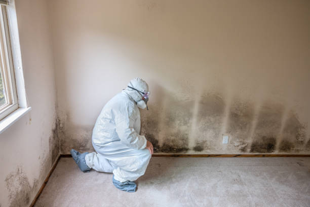 Home Mold Removal in Zebulon, NC