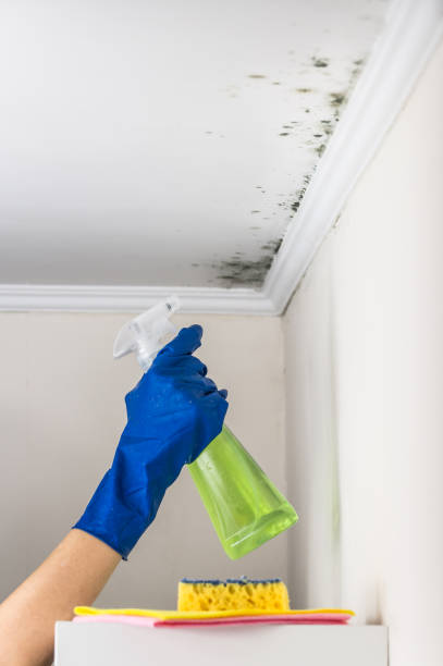 Best Fast Mold Removal  in Zebulon, NC